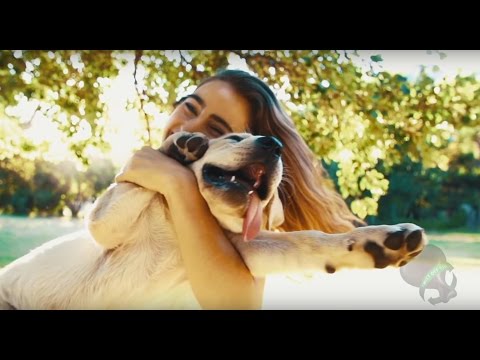 1-TDC Periodontal & Joint Health for Dogs & Cats (120 softgels) by WorksSoWell Video