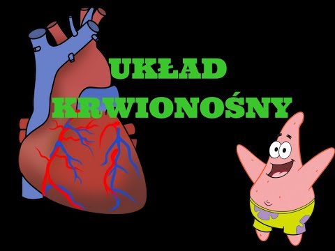 układ krwionośny