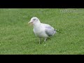 Herring Gull Hunting For Worms Stamping On Ground With Feet