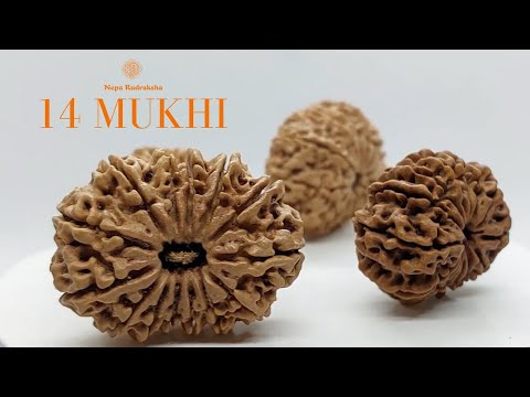 Everything You Need to Know About The 14 Mukhi Rudraksha |14 Mukhi Rudraksha Most Powerful for Shani