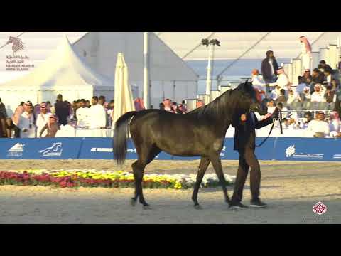 N 63 AROOB AL KHALEDIAH   Asharqia Arabian Horse Classic 2020   Fillies 2 Years Old Class 2A