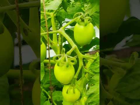 Tomato 🍅 Aryaman Variety