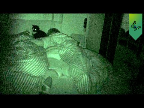 Nacht 42 Parasomnien Schlafwandeln Nightmare