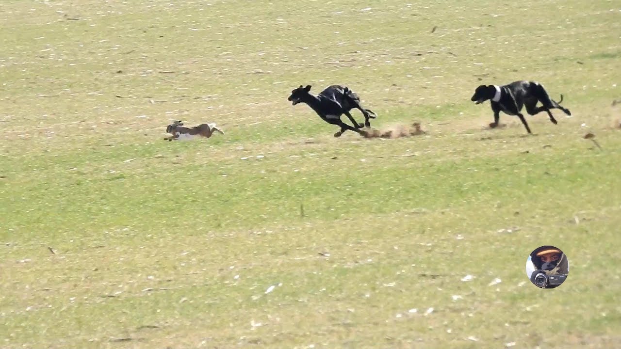 Galgos y liebres temporada 2017 / Greyhounds vs Hares