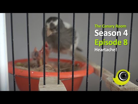 The Canary Room Season 4 - Episode 8 Heartache and Hatchings!