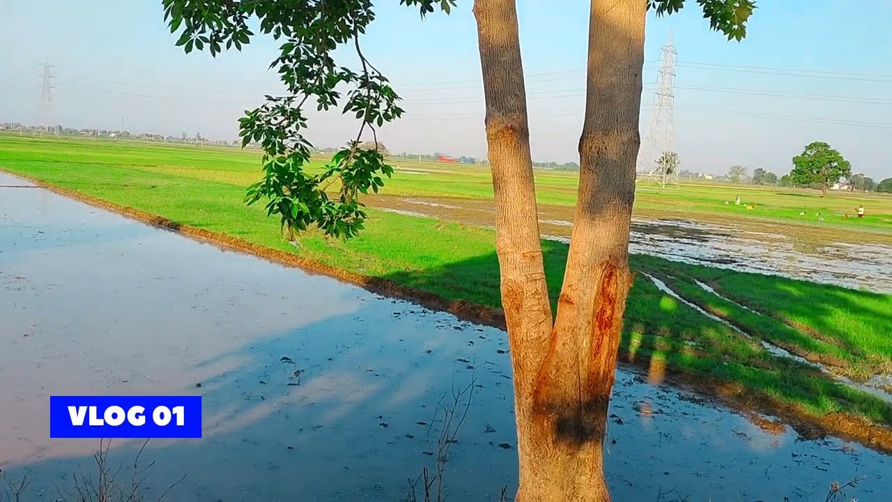 Hamare Gaw ka mahaul dekho 👀 | dhan ki kheti start #dhankikheti #farming #delyvlogs #vlogs