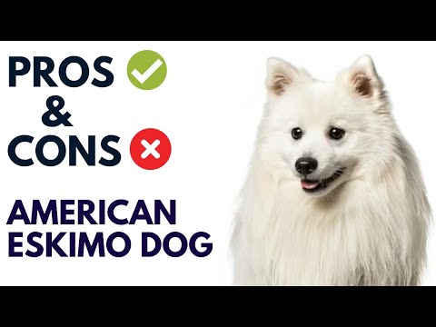 American Eskimo Dog Pros and Cons | American Eskimo Dog Advantages and Disadvantages