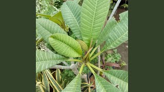 Download lagu Jangan Terlalu Berharap mp3 Download lagu Jangan Terlalu Berharap mp3