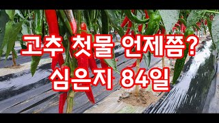 고추 수확시기 첫물 따는시기 괴산청결고추 괴산순정농부 [고추재배방법]