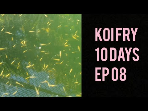 Koi Breeding 19 EP 8 Fry at 10 Days
