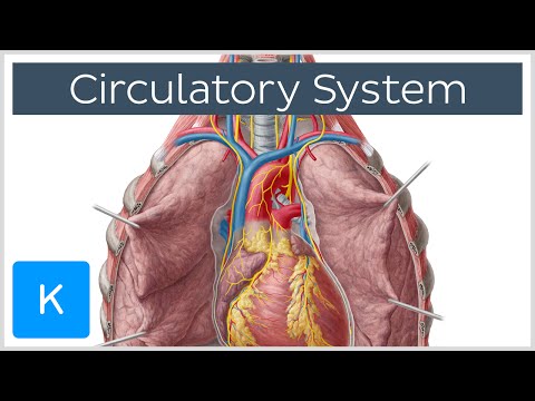 Circulatory system - Function, Definition - Human Anatomy | Kenhub
