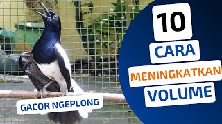 Download lagu 10 Cara MENINGKATKAN Volume Suara KACER Agar GACOR NGEPLONG !! mp3 Download lagu 10 Cara MENINGKATKAN Volume Suara KACER Agar GACOR NGEPLONG !! mp3