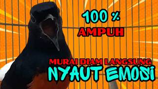Download lagu PANCINGAN PAGI-PAGI AGAR MURAI GACOR❗❗ MURAI DIAM PASTI NYAUT EMOSI❗❗❗ mp3