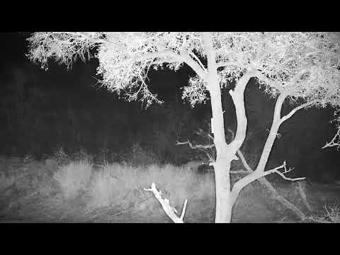 Djuma: Lone Hyena circles the dam from far side-then walks across Open Area - 04:53 - 08/05/21