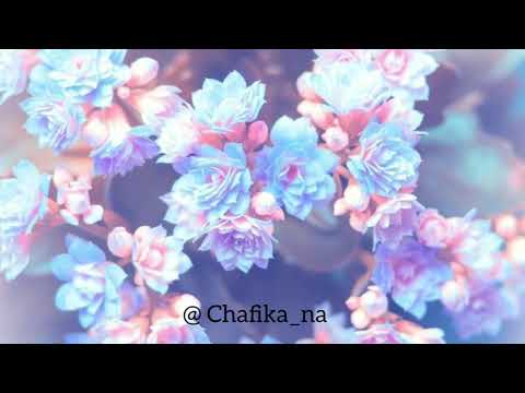 Chafika-can't help falling in love with you (elvis presley)