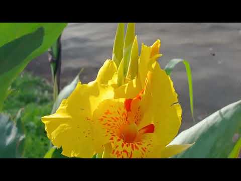 APRECIANDO A VISTA DE ALUNS PONTOS NO JARDIM PRIMAVERA DA CIDADE DE CORNELIO PROCOPIO PARANÁ PARTE 2
