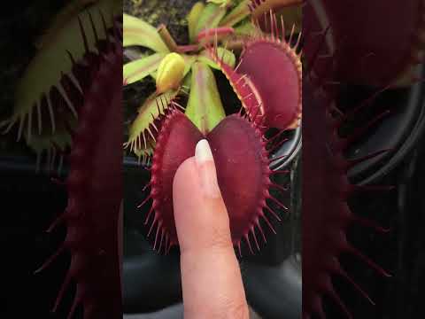 VENUS FLYTRAP Plant Eating and Pooping 😱#nature #wildlife #viralshorts #shorts #youtubeshorts #funny