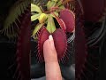 VENUS FLYTRAP Plant Eating And Pooping Nature Wildlife Viralshorts Shorts Youtubeshorts Funny