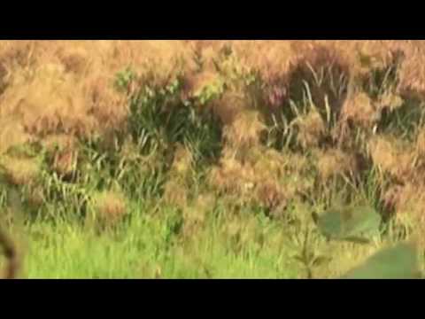 Daby Balde: Nalankobeh