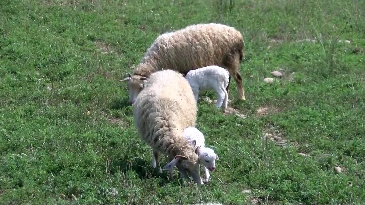 The sheep farm in Tskaltubo municipality