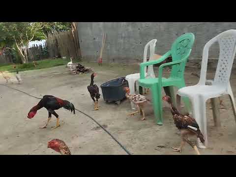 Quintal do Chico Black Igarapé do meio Maranhão 