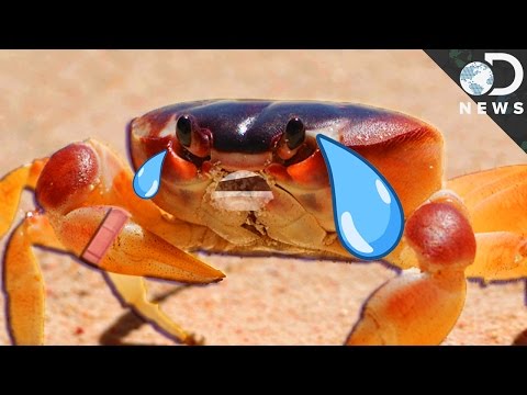 螃蟹會感到疼痛嗎？ (Do Crabs Feel Pain?)