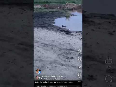 ARIRANHA NADANDO EM UM PEQUENO AÇUDE EM TAPEROÁ,  PARAÍBA, 03 DE MARÇO DE 2026