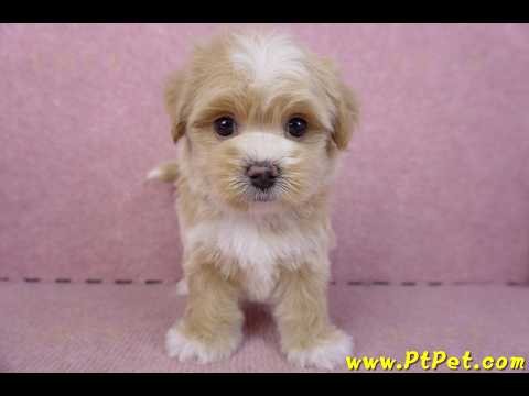 01/30馬爾泰迪公幼犬1號(花蓮市)