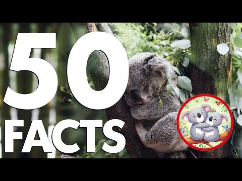 The Ultimate Koala Guide: 50 Facts You Absolutely Need to Know