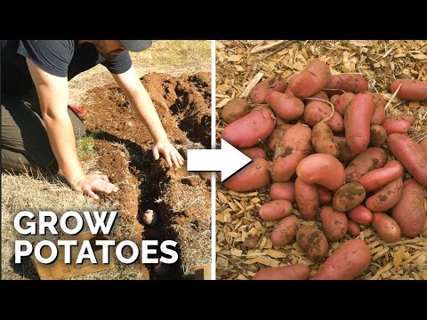 How to Grow EASY Potatoes (From Seed to Harvest) 🥔