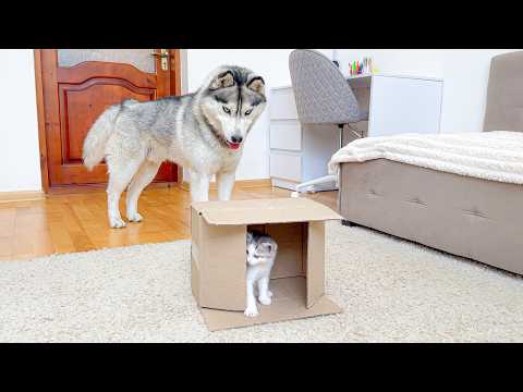 YouTube 썸네일