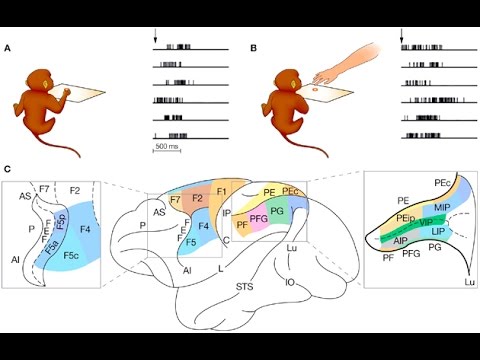 Giacomo Rizzolatti: The Neuroscientist Behind Mirror Neurons