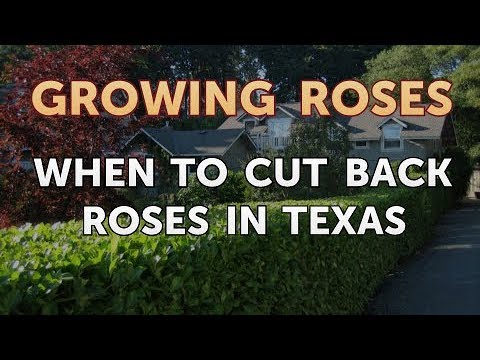 How to Take Care of a Mini Rose Plant