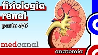 Fisiologia Renal | FISIOLOGIA (Parte 3)
