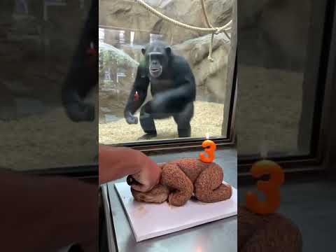 The zookeeper cut a birthday cake! and then real gorilla went berserk #shorts