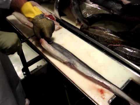 Filleting Rig - by Dean Grooby Knifetechnz Ltd