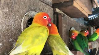 Download the video "Lovebirds sounds : Love birds lifestyle 🦜💚 #lovebirds #parrots #birdsounds #cutlovebirds"