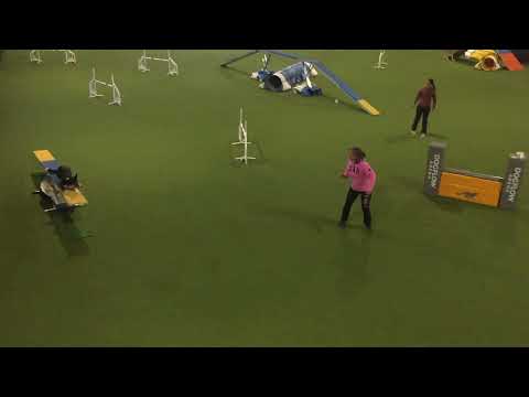 DogFlow Christmas Final