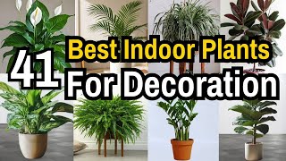 Best Indoor Plants India | Best Indoor plants for Decoration | Best Indoor Plants for Clean Air