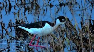 Baskett Slough National Wildlife Refuge 4 28 2018 Baskett Slough National Wildlife Refuge 4 28 2018