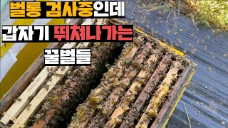 벌통 열어서 내부 점검중인데 갑자기 흥분해서 집나가버리는 꿀벌세력(1영상 3분봉)