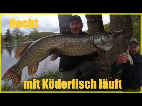 Pike fishing with bait fish and float in autumn, first disaster and then this ...... #deadbait