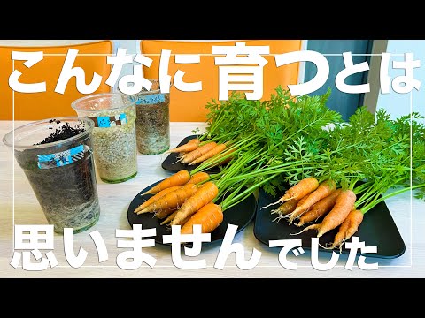 バルコニーでニンジンを育てる: これが仕組みです 植物