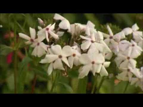 The Garden Gurus - Guru's Choice- Phlox 'Minnie Pearl'