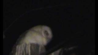 preview picture of video '(WILD)Tyto guttata(barn owls) youngsters hiss part 1'