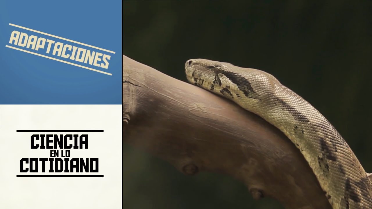 Adaptaciones | Ciencia en lo Cotidiano T2