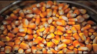 preview picture of video 'Boone Life: Harvesting corn for ethanol'