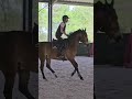 Poney de Sport