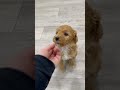 Mini Goldendoodle dogs for sale: Heidi - Video 1