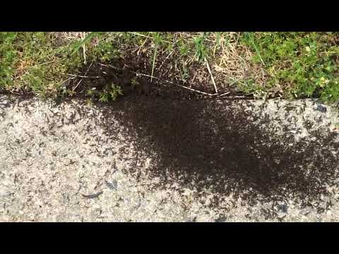 Huge Colony of Ants Found Outside of an Office in Neptune, NJ